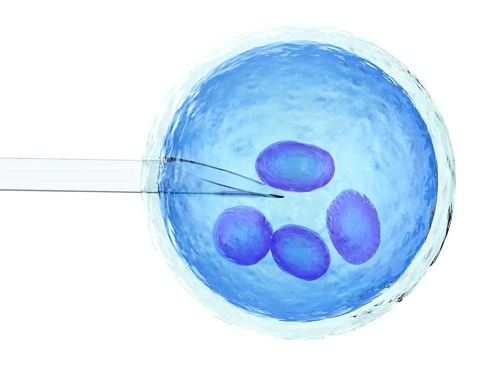 试管婴儿冷冻胚胎移植的成功率？